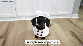 Starbox Dachshunds Compilation Chapter 73