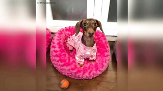 Starbox Dachshunds Compilation Chapter 73