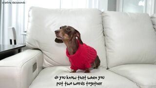 Starbox Dachshunds Compilation Chapter 73