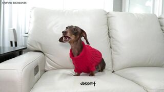 Starbox Dachshunds Compilation Chapter 73