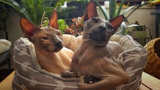 Life With Sphynx Cats ????  Video Compilation