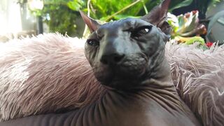 Life With Sphynx Cats ????  Video Compilation