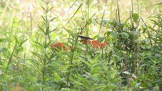 How a popular TikTok star is helping save the state's native plants