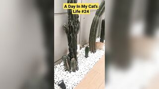 A Day In My Cat's Life - Funny Cat Videos 2023 Compilation #Part24 #shorts #trendingshorts #funnycat