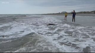 SC Aquarium releases sea turtles at Folly beach