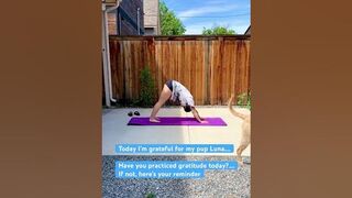 Sun Salutations Yoga Flow #sunsalutation #yogapractice #outdooryoga #gratitude #puppylove #yogalife