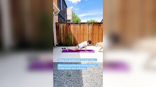 Sun Salutations Yoga Flow #sunsalutation #yogapractice #outdooryoga #gratitude #puppylove #yogalife