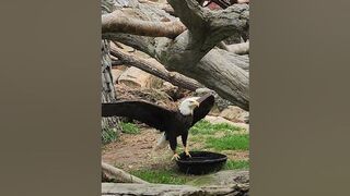 American Bald Eagle stretching its wings.