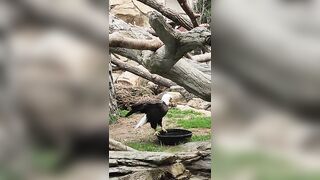 American Bald Eagle stretching its wings.