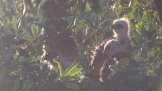 Breezy sunset on day 25. Stretching wings and eating dinner.