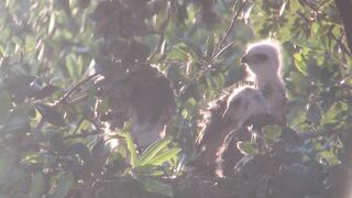 Breezy sunset on day 25. Stretching wings and eating dinner.