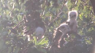 Breezy sunset on day 25. Stretching wings and eating dinner.