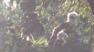 Breezy sunset on day 25. Stretching wings and eating dinner.