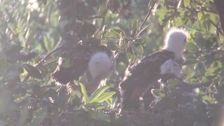 Breezy sunset on day 25. Stretching wings and eating dinner.