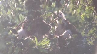 Breezy sunset on day 25. Stretching wings and eating dinner.