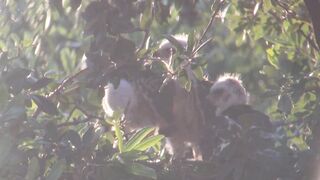 Breezy sunset on day 25. Stretching wings and eating dinner.