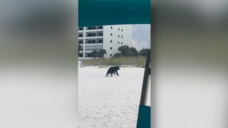 Bear seen swimming in ocean at Destin beach