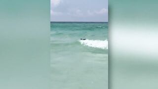 Bear seen swimming in ocean at Destin beach