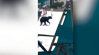 Bear seen swimming in ocean at Destin beach