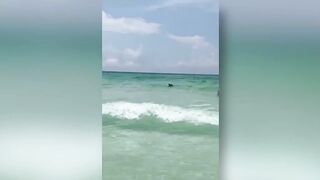 Bear seen swimming in ocean at Destin beach