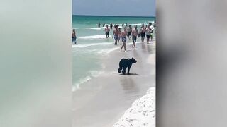 Bear seen swimming in ocean at Destin beach