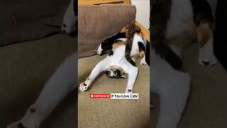 ????Cats Being STRANGE Compilation???? #shorts #cat