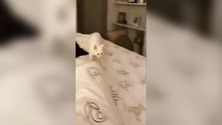 ????Cats Being STRANGE Compilation???? #shorts #cat