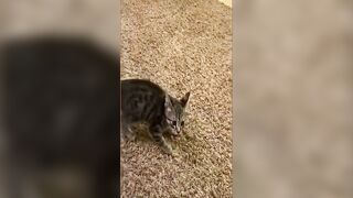 ????Cats Being STRANGE Compilation???? #shorts #cat