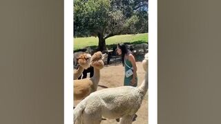 lovely animals memes Tiktok Funny Compilation #shorts