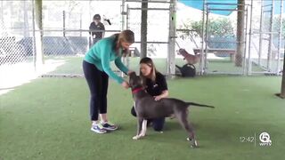 Sweet, senior dog Rocky at Palm Beach County animal shelter adopted