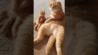 Funny animals 2023???? - Funniest Cats and Dogs Video????????239 #shorts