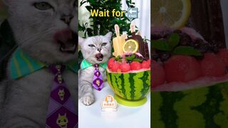 cooking chef cat tiktok compilation that Little Puff