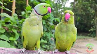 Amazing Parrot Videos Compilation