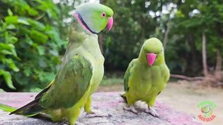 Amazing Parrot Videos Compilation