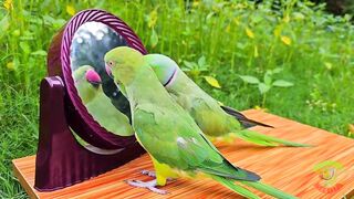 Amazing Parrot Videos Compilation