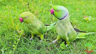 Amazing Parrot Videos Compilation