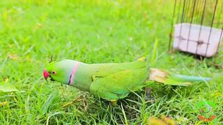 Amazing Parrot Videos Compilation