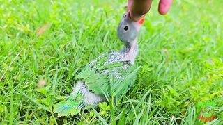 Amazing Parrot Videos Compilation