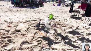 Top Hilarious Babies Civil War On the Beach | Funny Baby Videos