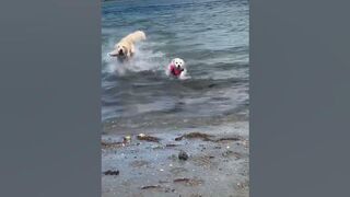 Luna’s first visit to Dog Beach!