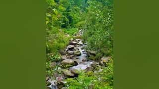 Wild Nature Walk #youtubeshots #himachal #trending #travel