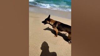 dogo relaxing at the beach but still scared