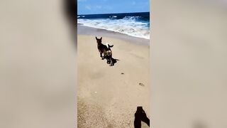 dogo relaxing at the beach but still scared