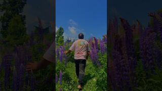 Lupin Bloom in Gulmarg #shorts #gulmarg #viralshort #travel