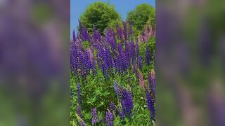 Lupin Bloom in Gulmarg #shorts #gulmarg #viralshort #travel