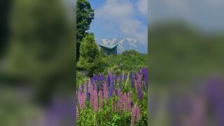 Lupin Bloom in Gulmarg #shorts #gulmarg #viralshort #travel