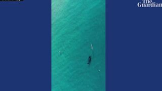 Curious humpback whale swims alongside kayaker off Bondi beach in Australia