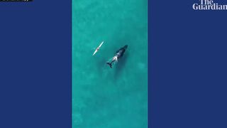 Curious humpback whale swims alongside kayaker off Bondi beach in Australia