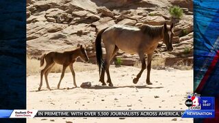 2 feral horses stranded on a Lake Powell beach due to rising water levels