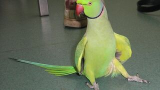 Indian Ringneck Parrot Video Compilation | Ringneck Parrot Talking Video.